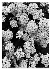 Blumen - Schwarz-Weiß