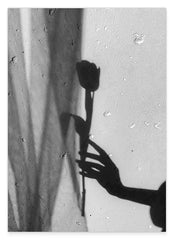 Rose im Schatten - Schwarz-Weiß