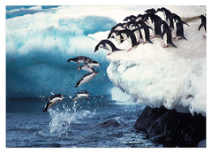 Pingune springen ins Wasser