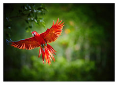Fliegender roter Papagei