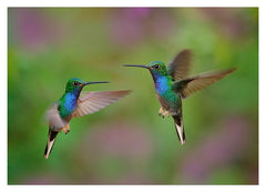 Fliegende Kolibris