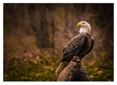 Weißkopfsee-Adler