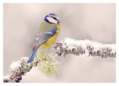 Vogel in Winterlandschaft
