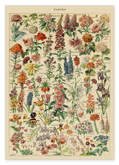 Adolphe Philippe Millot - Vintage Blumen-Übersicht