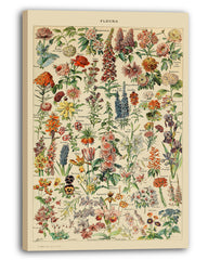 Adolphe Philippe Millot - Vintage Blumen-Übersicht