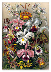 Ernst Haeckel - Blumen