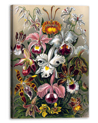 Ernst Haeckel - Blumen