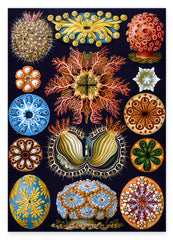 Ernst Haeckel - Ascidian