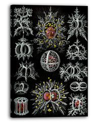 Ernst Haeckel - Mycetozoa