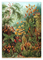 Ernst Haeckel - Botanik