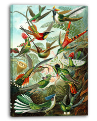 Ernst Haeckel - Vögel im Paradies