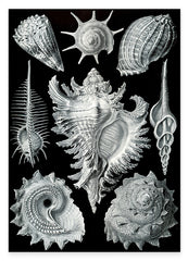 Ernst Haeckel - Seemuscheln und Schnecken