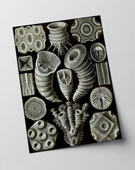 Ernst Haeckel - Kunstformen des Meeres
