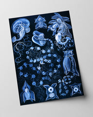 Ernst Haeckel - Kunstformen des Meeres in blau