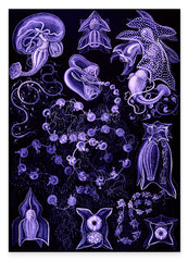 Ernst Haeckel - Kunstformen des Meeres in violett