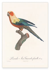 François Levaillant - Bunter Paradiesvogel