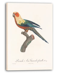 François Levaillant - Bunter Paradiesvogel