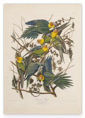 John James Audubon - Paradiesvögel