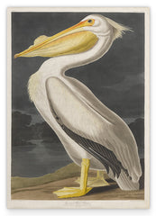 John James Audubon - Pelikan