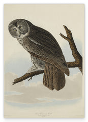 John James Audubon - Eule