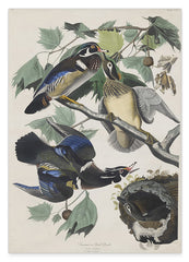 John James Audubon - Enten auf Baum