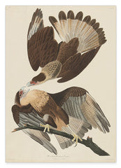 John James Audubon - Zwei Raubvögel