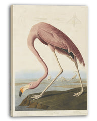 John James Audubon - Flamingo am Wasser I