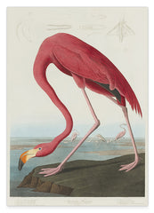 John James Audubon - Flamingo am Wasser II
