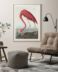 John James Audubon - Flamingo am Wasser II
