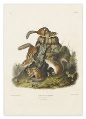 John James Audubon - Streifenhörnchen am Baumstamm