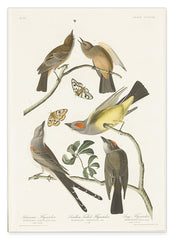 John James Audubon - Vögel auf Nahrungssuche