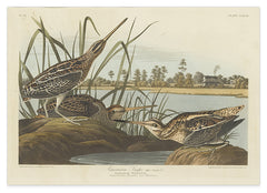 John James Audubon - Enten am Teich