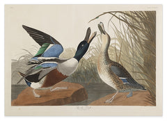 John James Audubon - Zwei Enten im Gefecht