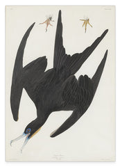 John James Audubon - Schwarzer Vogel im Sturzflug