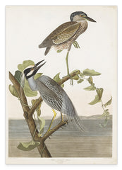 John James Audubon - Zwei Vögel auf einem Ast