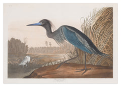 John James Audubon - Wasservögel am See
