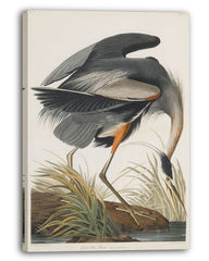 John James Audubon - Kranich auf Futtersuche