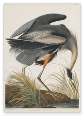 John James Audubon - Kranich auf Futtersuche