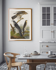 John James Audubon - Drei Greifvogelarten
