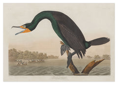 John James Audubon - Smaragdgrüner Wasservogel