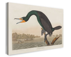 John James Audubon - Smaragdgrüner Wasservogel