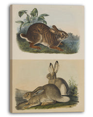 John James Audubon - Kaninchen in der Wildnis