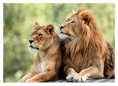 Löwen-Paar