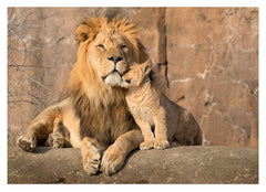 Löwe mit Löwen-Baby