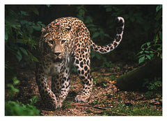 Leopard in der Wildnis