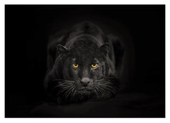 Schwarzer Panther auf schwarzem Hintergrund