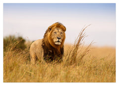 Löwe in der Savanne