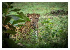 Leopard im Regenwald