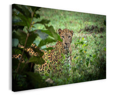 Leopard im Regenwald