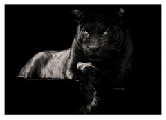 Schwarzer Panther auf schwarzem Hintergrund